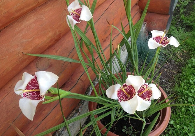 Цветок павлин тигридия - посадка, выращивание и уход в открытом грунте, сорта, фото