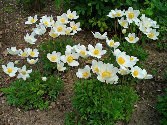 Цветы анемонов (ветрениц) - посадка и уход, размножение, фото видов и сортов