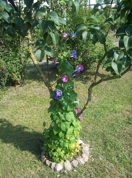 Однолетние цветы ипомеи - посадка и уход в открытом грунте, фото