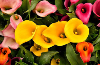 Цветы Каллы – посадка и уход в открытом грунте (саду), в горшках