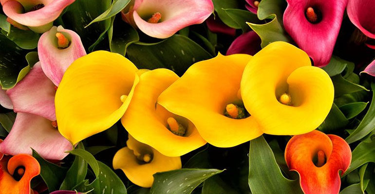 Цветы Каллы – посадка и уход в открытом грунте (саду), в горшках