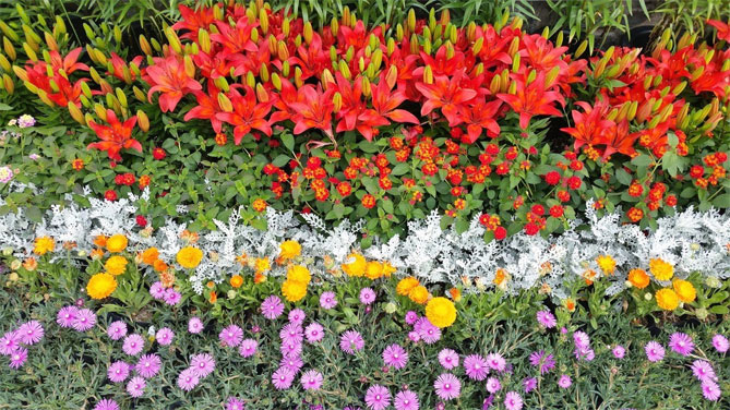 Цветы садовой лилии - посадка и уход, размножение