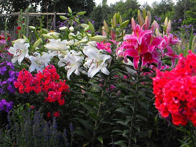 Цветы садовой лилии - посадка и уход, размножение