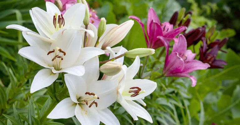 Цветы лилии садовые – посадка и уход, размножение