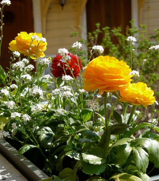 Цветы лютика (лютик) - посадка и уход в открытом грунте, в домашних условиях
