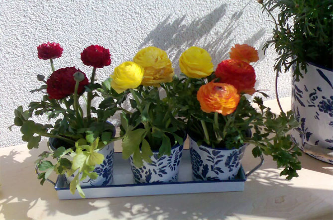 Цветы лютика (лютик) - посадка и уход в открытом грунте, в домашних условиях