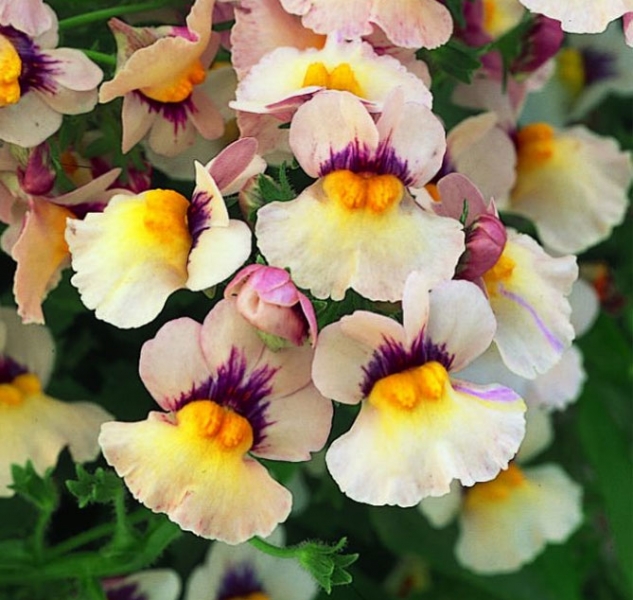 Цветы немезии - выращивать из семян, сажать в открытый грунт, уход, фото