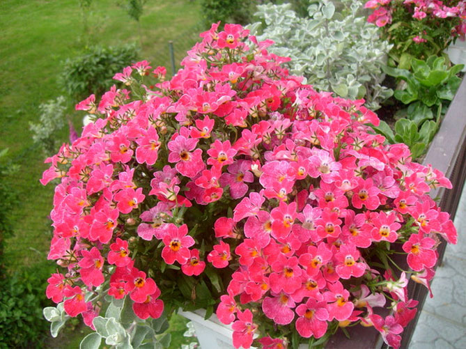 Цветы немезии - выращивать из семян, сажать в открытый грунт, уход, фото