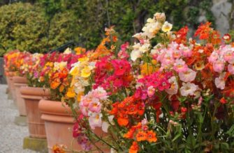 Цветы немезия – выращивание из семян, посадка в открытый грунт, уход, фото