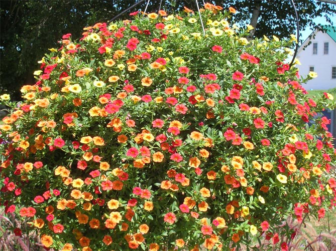 Цветы петунии - посадка, выращивание и уход в открытом грунте, посев семян на рассаду