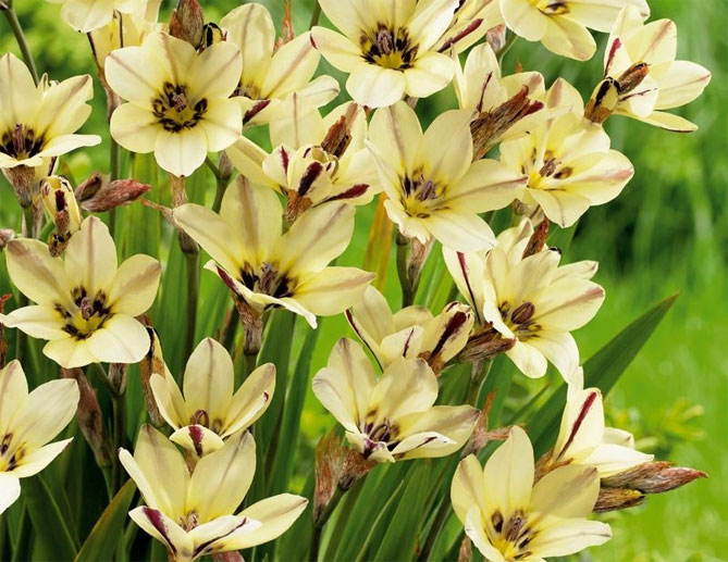 Цветы спараксис: посадка, выращивание и уход в открытом грунте, фото в саду, сорта