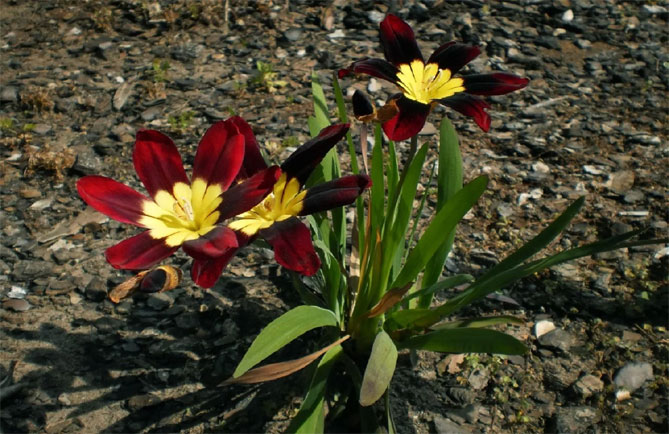 Цветы спараксис: посадка, выращивание и уход в открытом грунте, фото в саду, сорта
