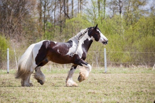 Цыганская упряжная лошадь (Тинкер): описание, характеристика, уход, содержание и предназначение