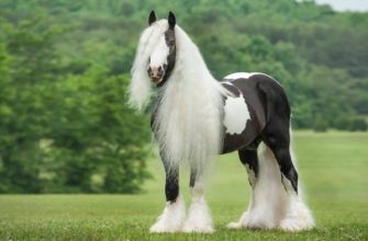 Цыганская упряжная лошадь (Тинкер): описание, характеристики, уход, содержание и назначение