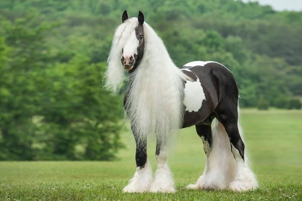 Цыганская упряжная лошадь (Тинкер): описание, характеристики, уход, содержание и назначение