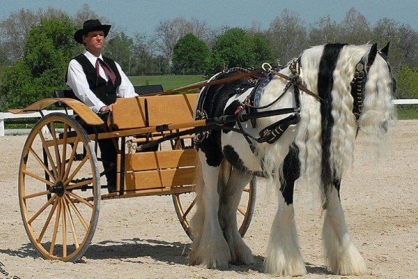 Цыганская упряжная лошадь (Тинкер): описание, характеристика, уход, содержание и предназначение