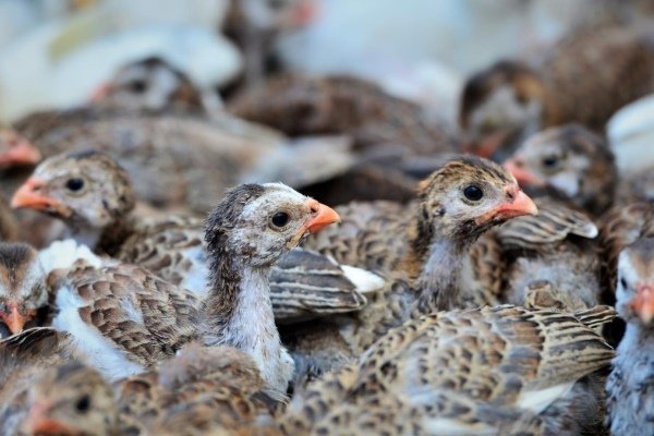 Цыплята цесарки: особенности покупки и организации правильного ухода