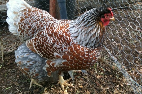 Декоративные куры: видовая характеристика и советы по уходу