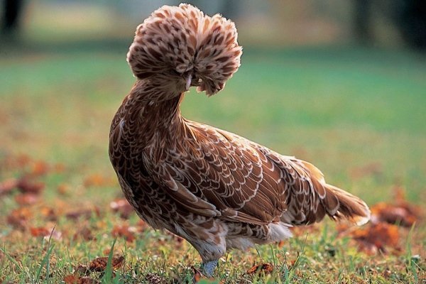 Декоративные куры: видовая характеристика и советы по уходу