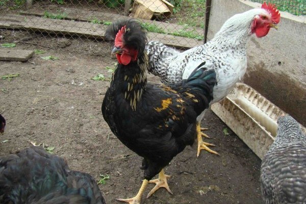 Декоративные куры: видовая характеристика и советы по уходу