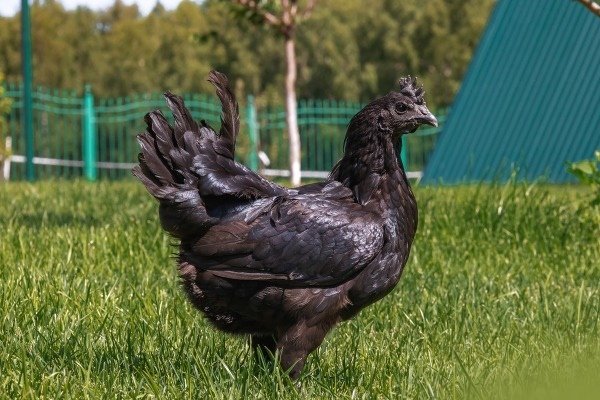 Декоративные куры: видовая характеристика и советы по уходу