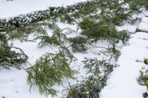 Декоративные травы: как обезопасить себя перед зимой