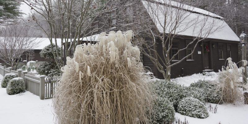 Декоративные травы как защитить перед зимой