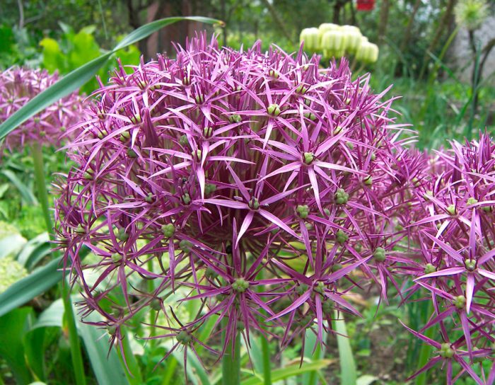 Декоративный лук (Allium)