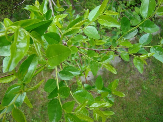 Дерево унаби (китайский финик, зизифус) - посадка, выращивание и уход, сорта