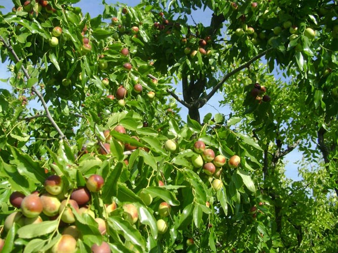 Дерево унаби (китайский финик, зизифус) - посадка, выращивание и уход, сорта