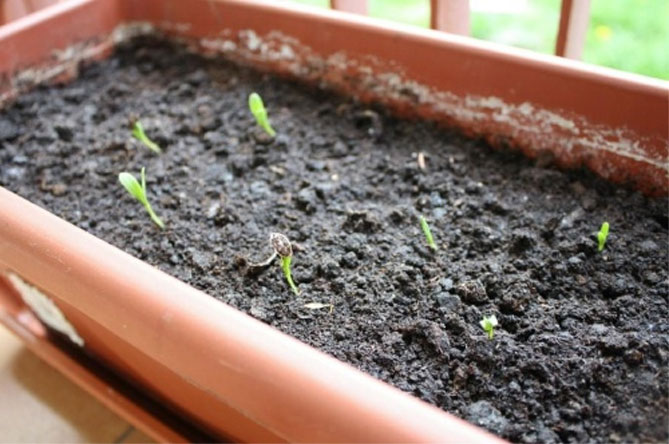 Диморфотека - выращивание из семян, когда сажать, уход, фото