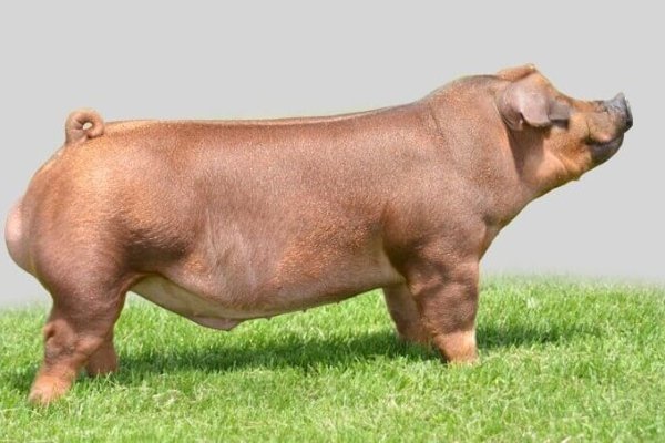 Дюрок - описание мясной породы свиней