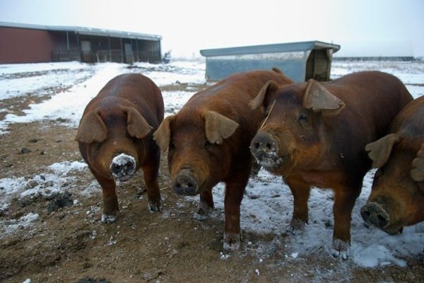 Дюрок - описание мясной породы свиней
