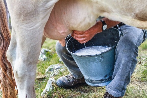 Доить корову: как правильно делать?