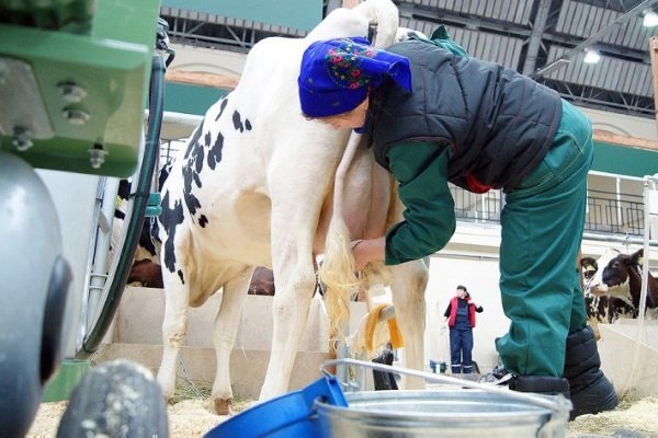 Доить корову: как правильно делать?