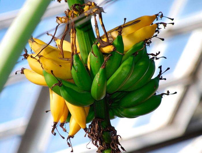 Домашний банан