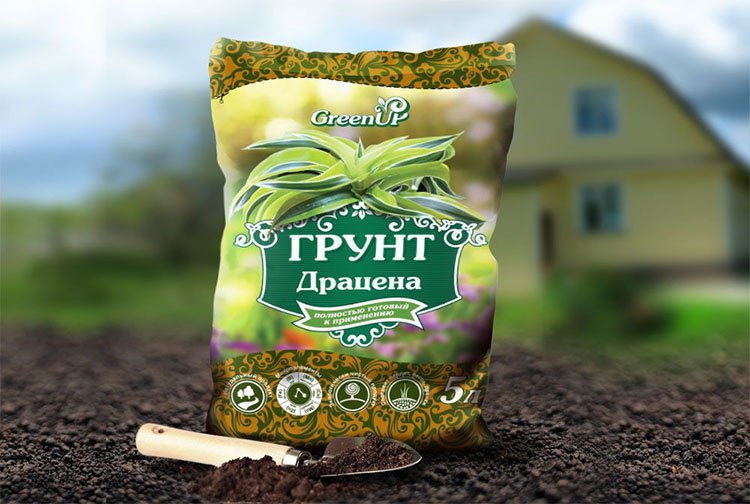 Драцена: уход в домашних условиях, фото и советы: разновидности драцены и правила ухода