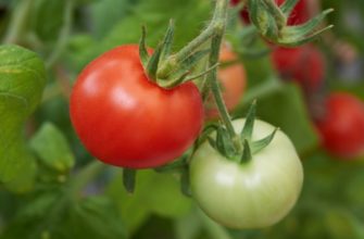 Этот скороспелый сорт томатов удивит вас своей высокой урожайностью