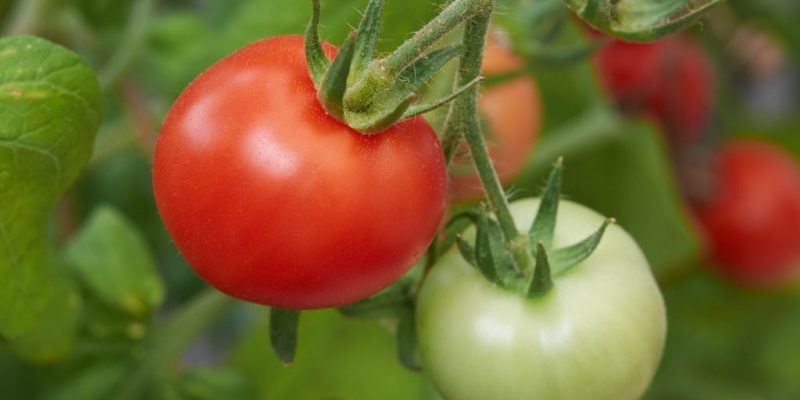 Этот скороспелый сорт томатов удивит вас своей высокой урожайностью