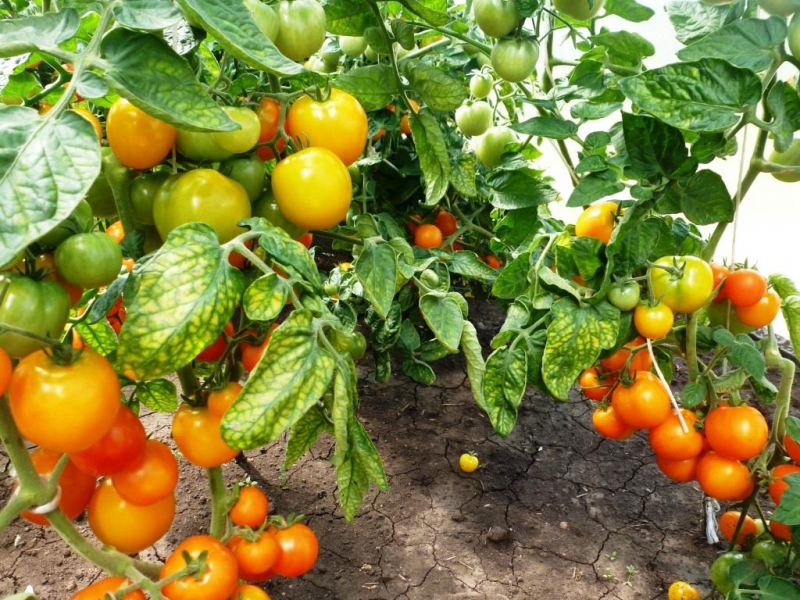 Этот раннеспелый сорт томатов удивит вас высокой урожайностью