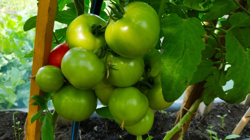 Этот раннеспелый сорт томатов удивит вас высокой урожайностью