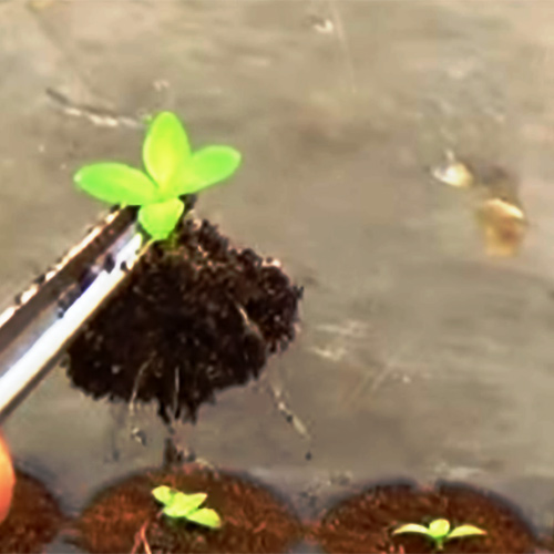 Эустома многолетняя: посадка и уход, выращивание из семян, фото растения