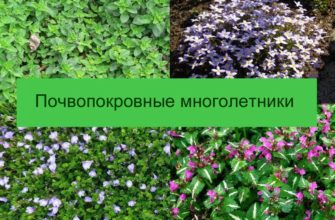 Фото и названия почвопокровных многолетников – цветущих и вечнозеленых