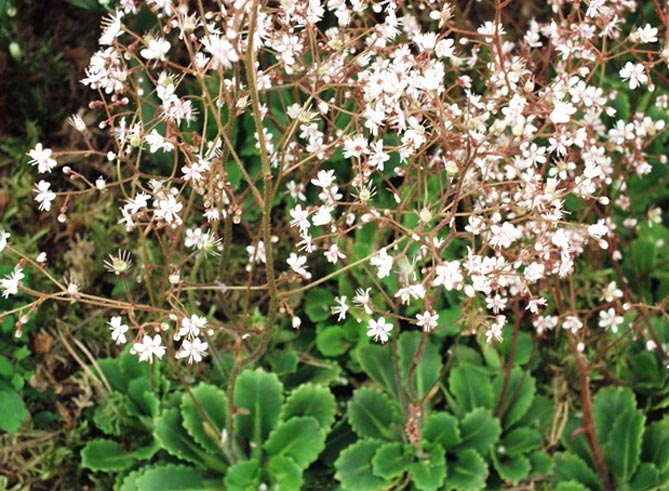 Фото и названия почвопокровных многолетников - цветковых и вечнозеленых