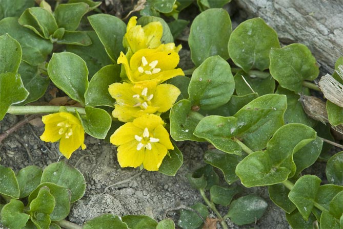 Фото и названия почвопокровных многолетников - цветковых и вечнозеленых