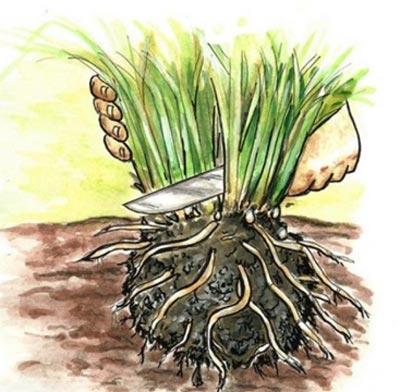 Гелениум перенне - посадка и размножение, выращивание и уход