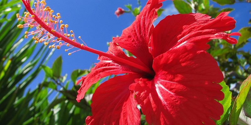 Гибискус – «цветок смерти»: описание, фото