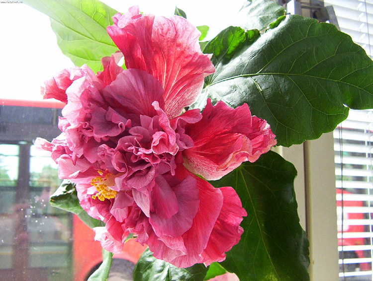 Гибискус - «цветок смерти»: описание, фото