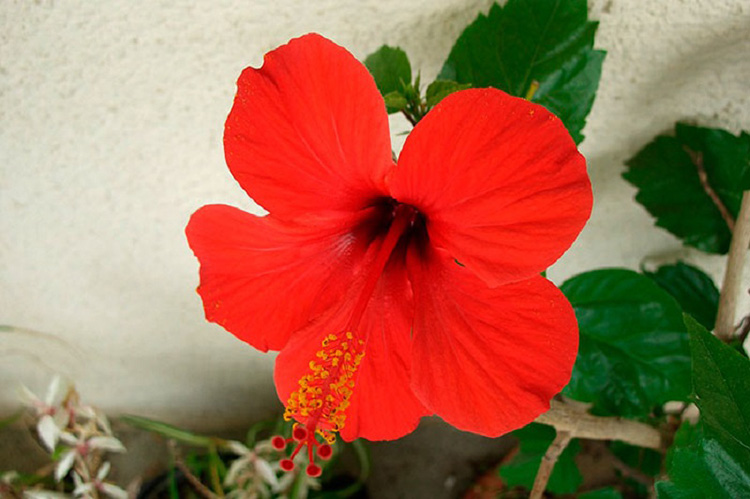 Гибискус - «цветок смерти»: описание, фото
