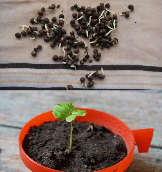 Гибискус садовый: выращивание и уход в открытом грунте и в горшках, сорта с описанием и фото